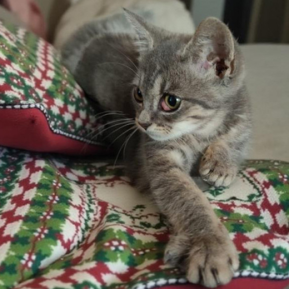 Pr&uuml;cs&ouml;k cica gazdit keres