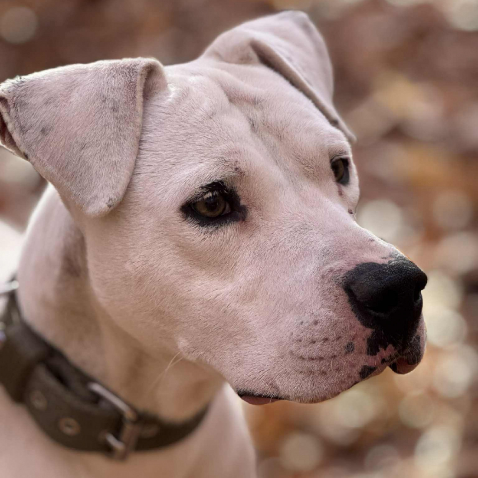 Vigyori gazdit keres