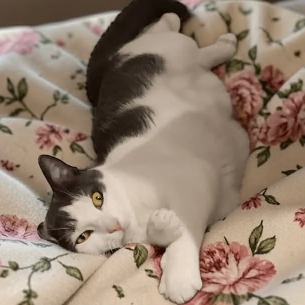 Lulu gazdit keres