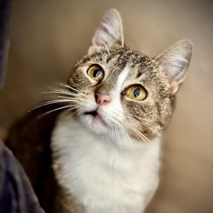 T&ouml;k&eacute;letes cukorfalat