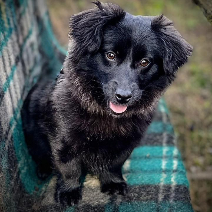 Cs&ouml;pike gazdit keres