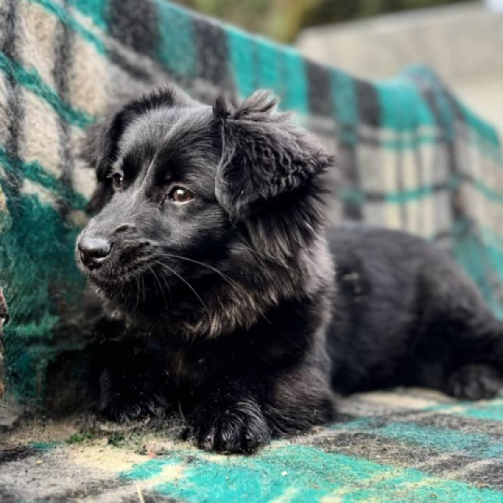 Cs&ouml;pike gazdit keres