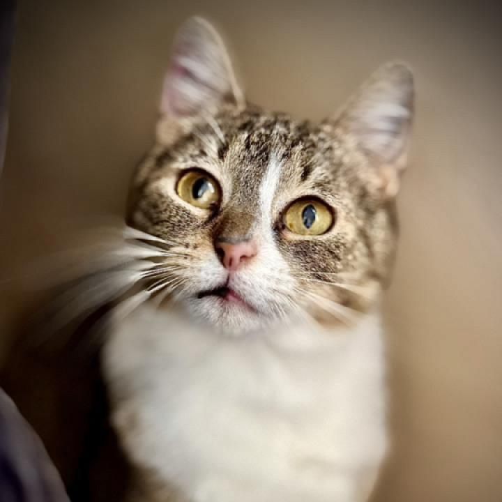 Gesztike gazdit keres