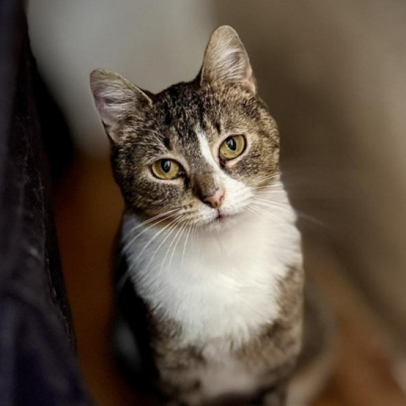 Gesztike gazdit keres