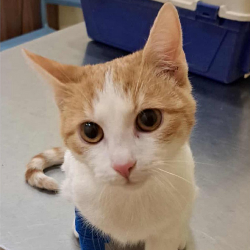 L&oacute;ci &eacute;s Loki gazdit keres