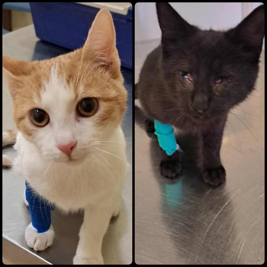 Lóci és Loki gazdit keres