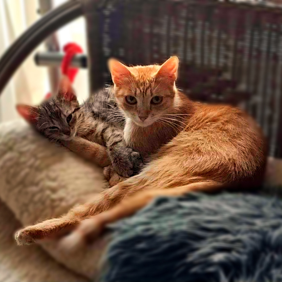 Gyöngyvér gazdit keres