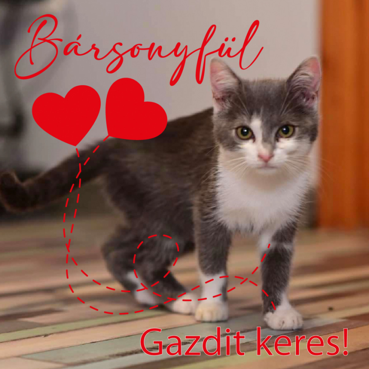 Bársonyfül gazdit keres!