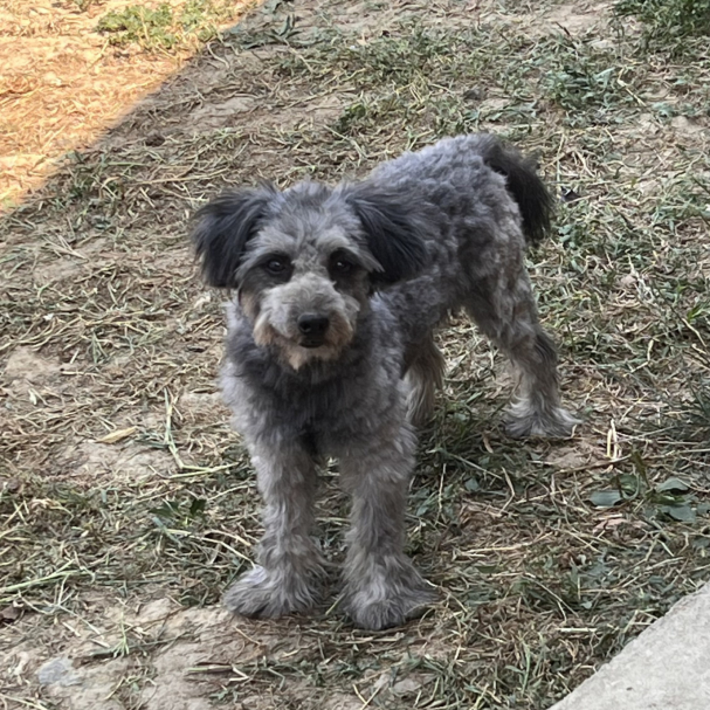 Maltipoo fiú és lány