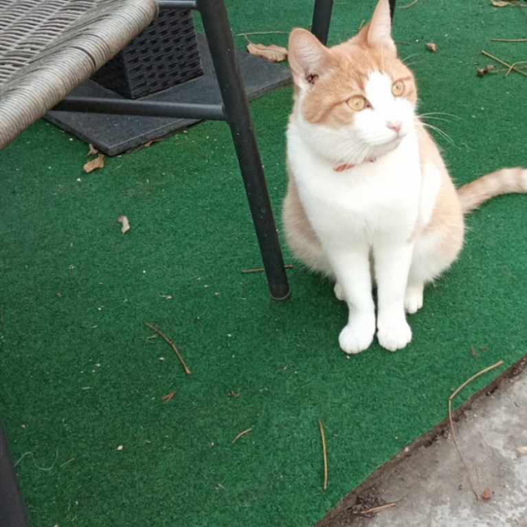 Gyönyörű barátságos cica vár gazdijára