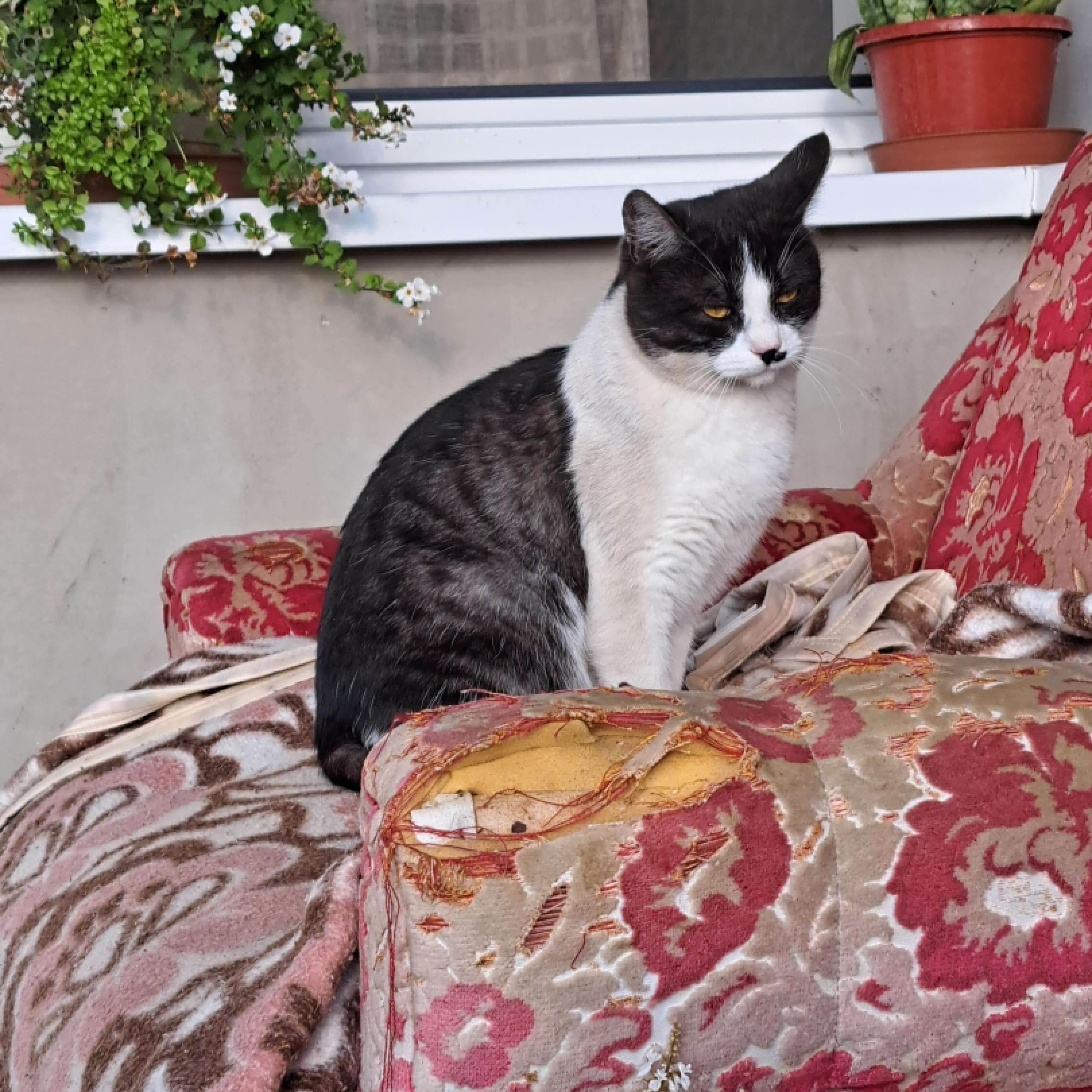 Négy testvér szerető gazdit keres