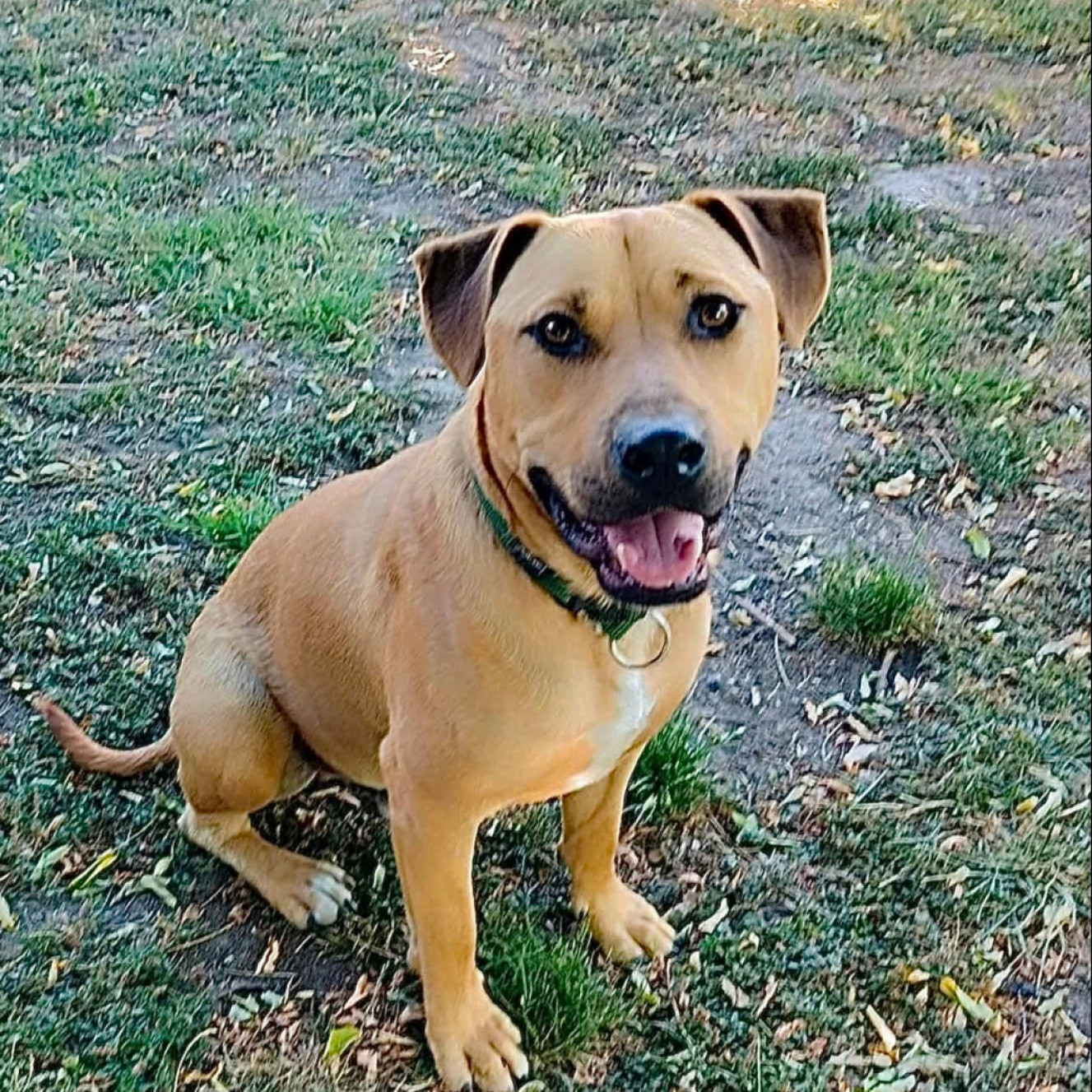 Amstaff keverék kutyus