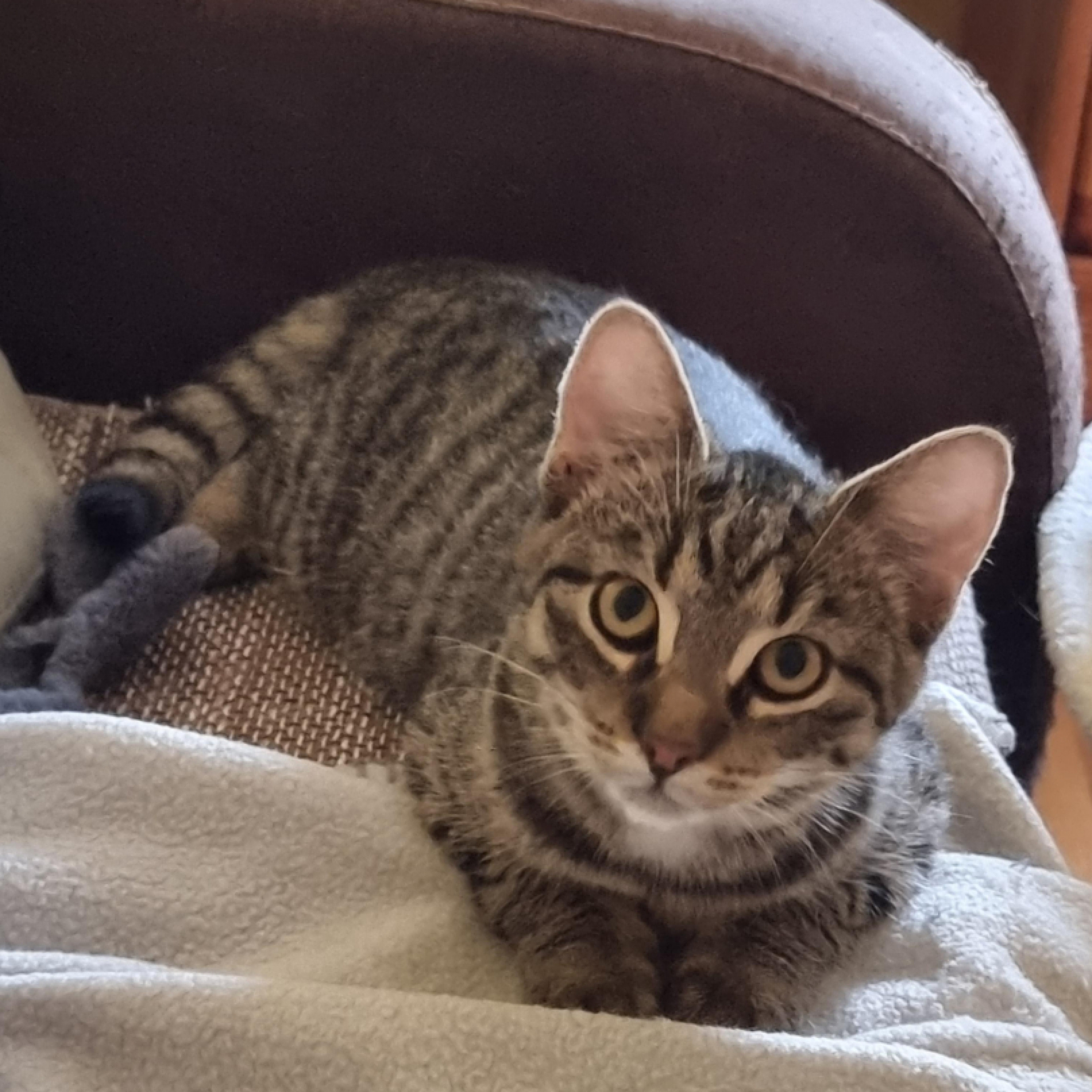 Kandúr cica keresi igazi otthonát