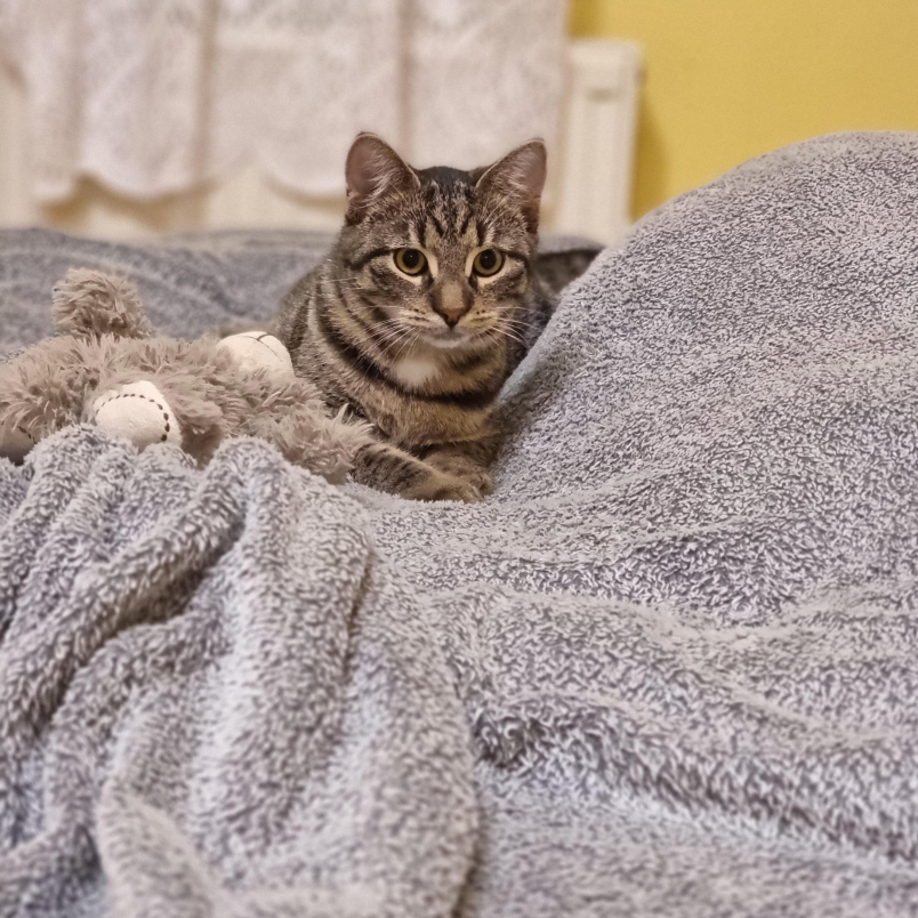 Kandúr cica keresi igazi otthonát