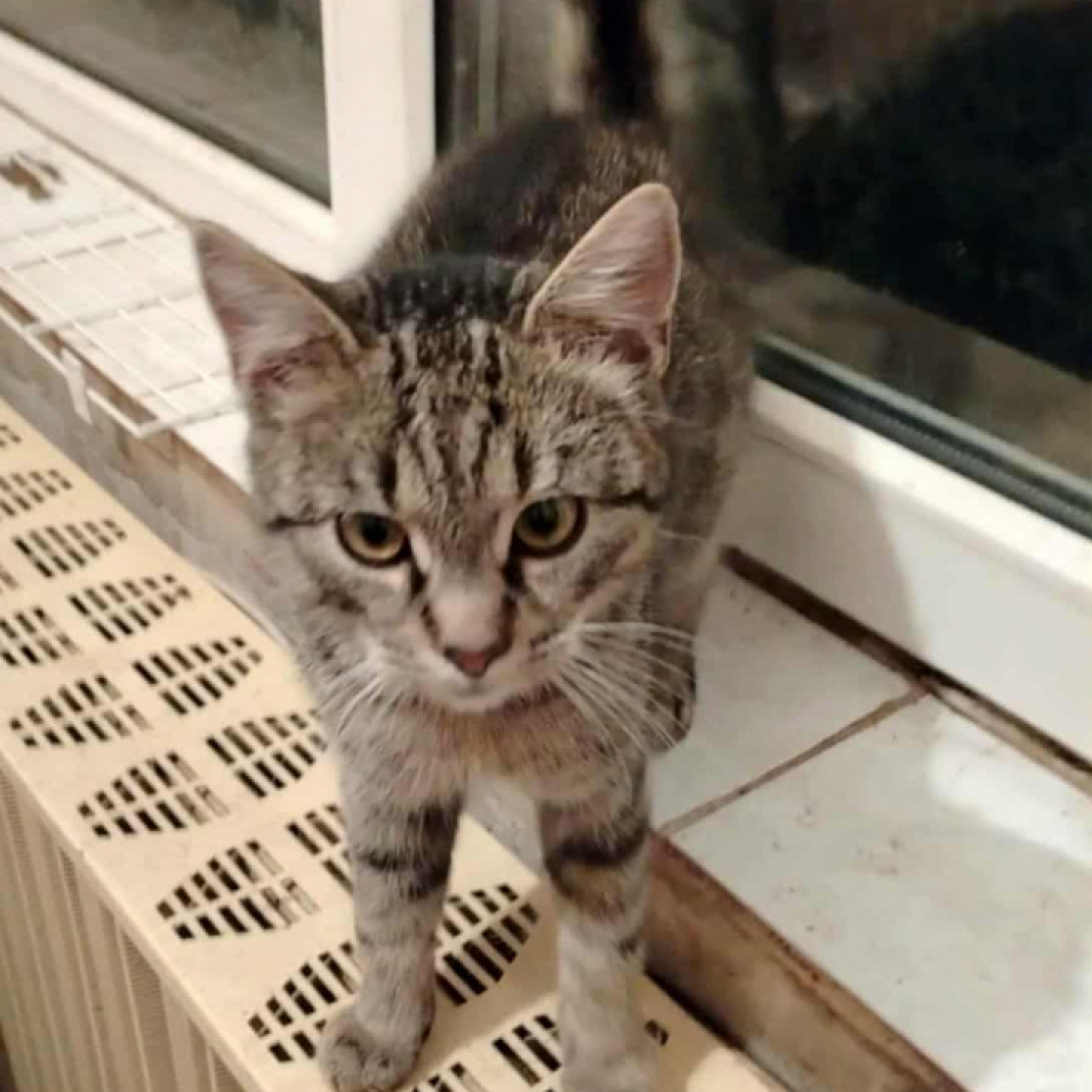 BELLA ÉS BENNY GAZDIT KERES!