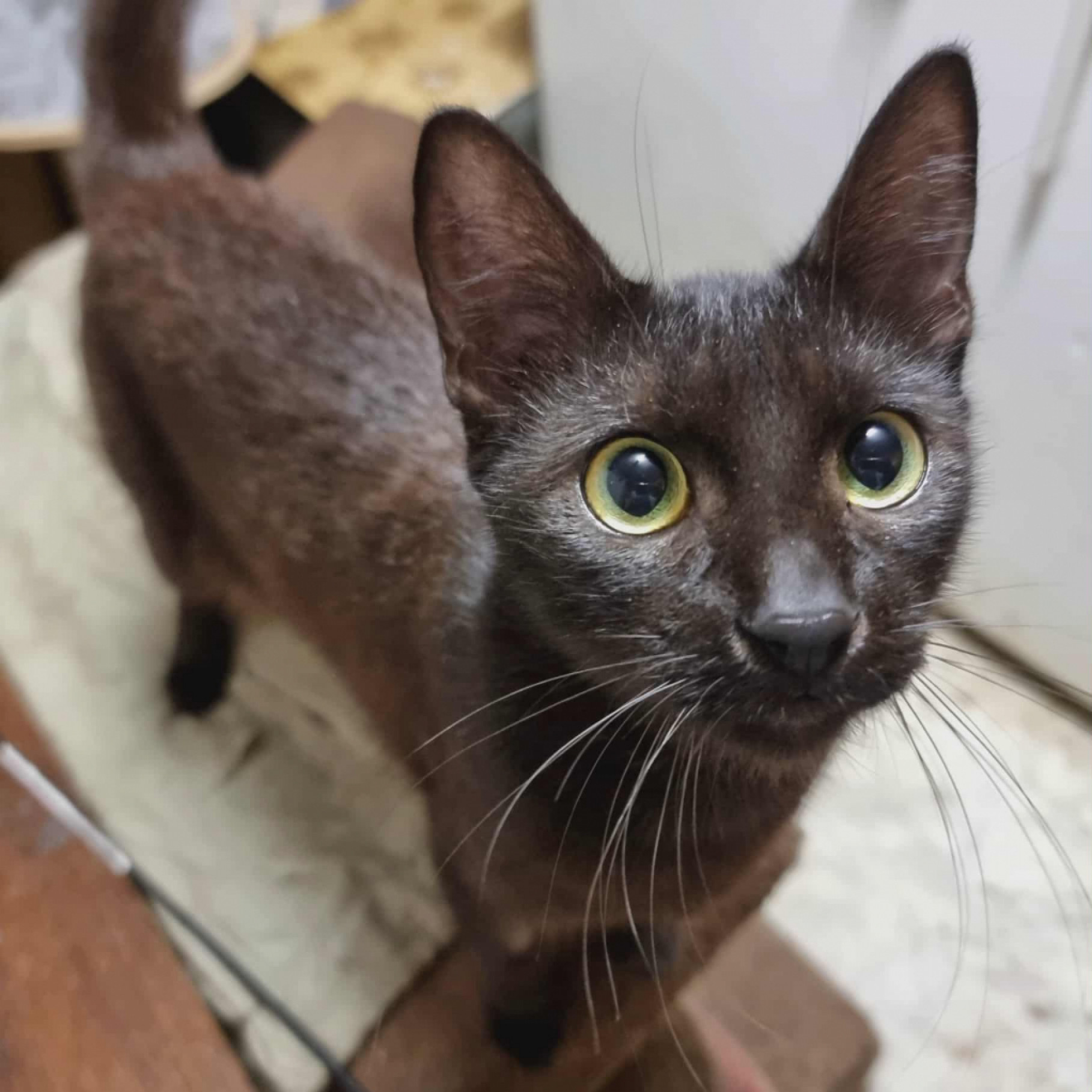 PÁRDUC GAZDIT KERES!