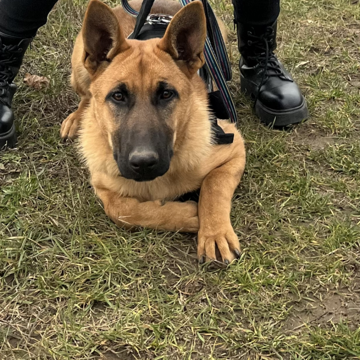 Energiabomba belga-n&eacute;metjuh&aacute;sz k&ouml;ly&ouml;k