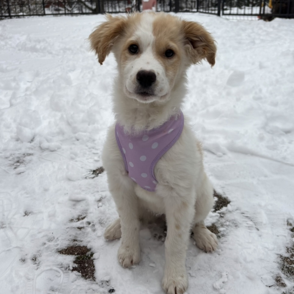 Border collie jellegű kiskutya