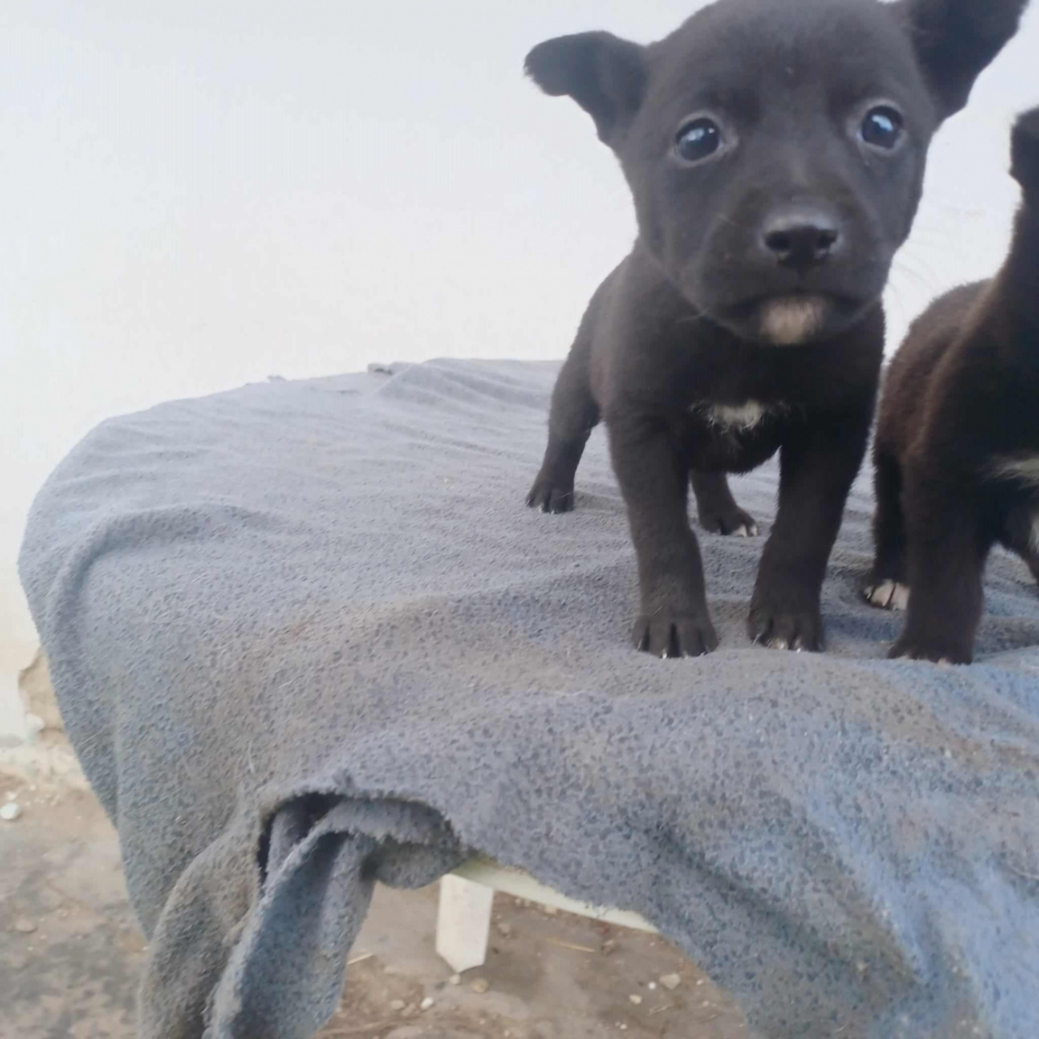 T&uuml;nd&eacute;ri kiskuty&aacute;k otthonukat keresik