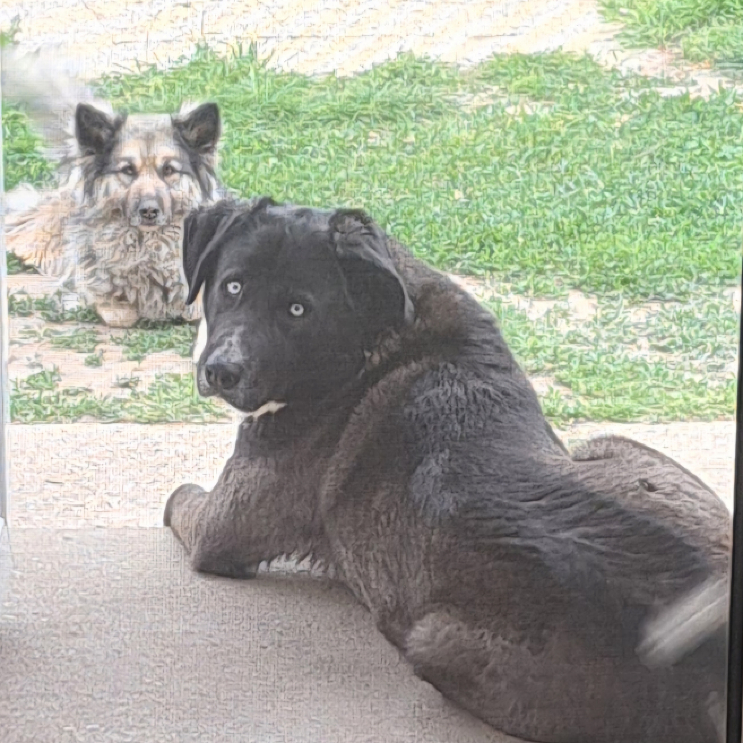 Ingyen elvihető nagytestű kutyusok