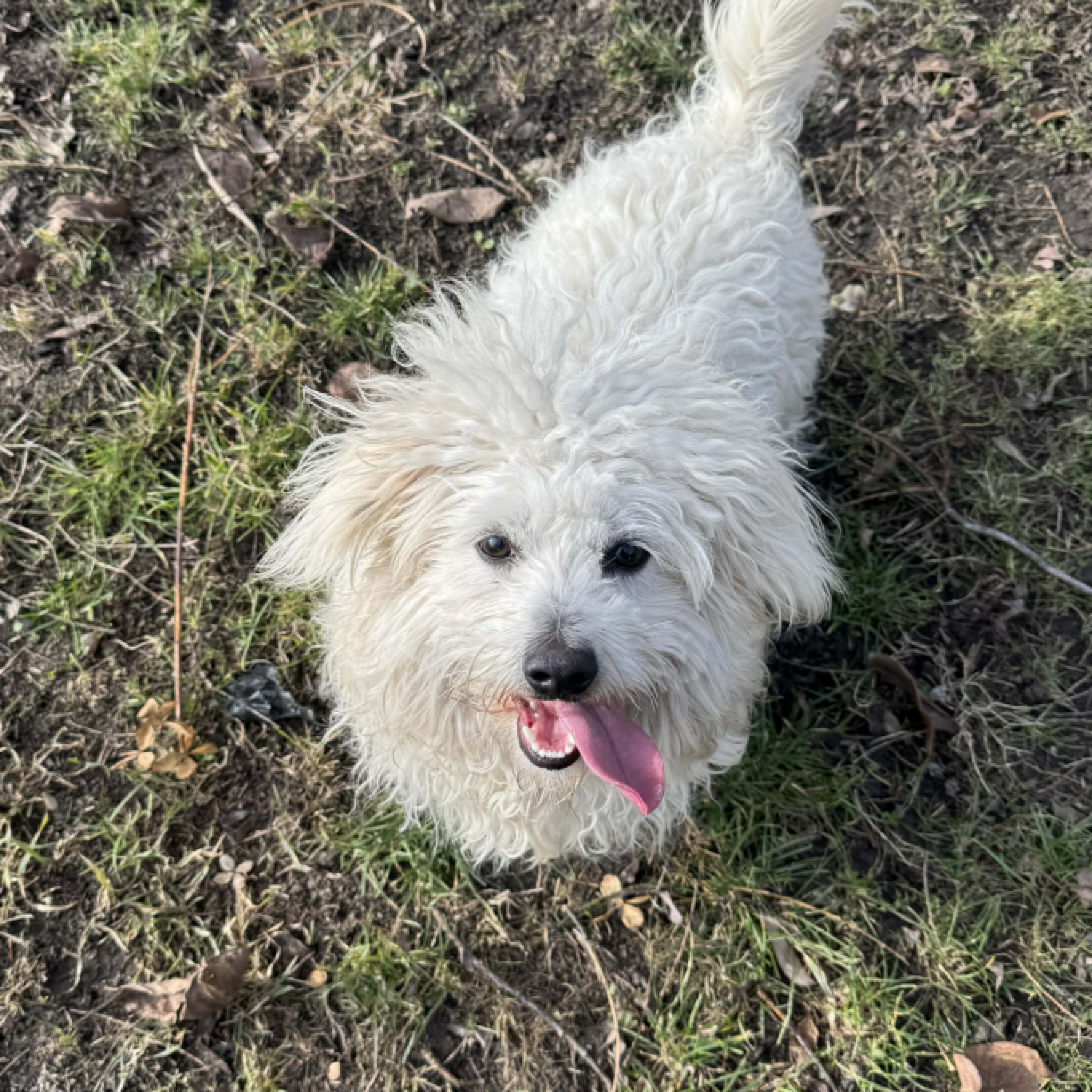 Szerető gazdit keresek!