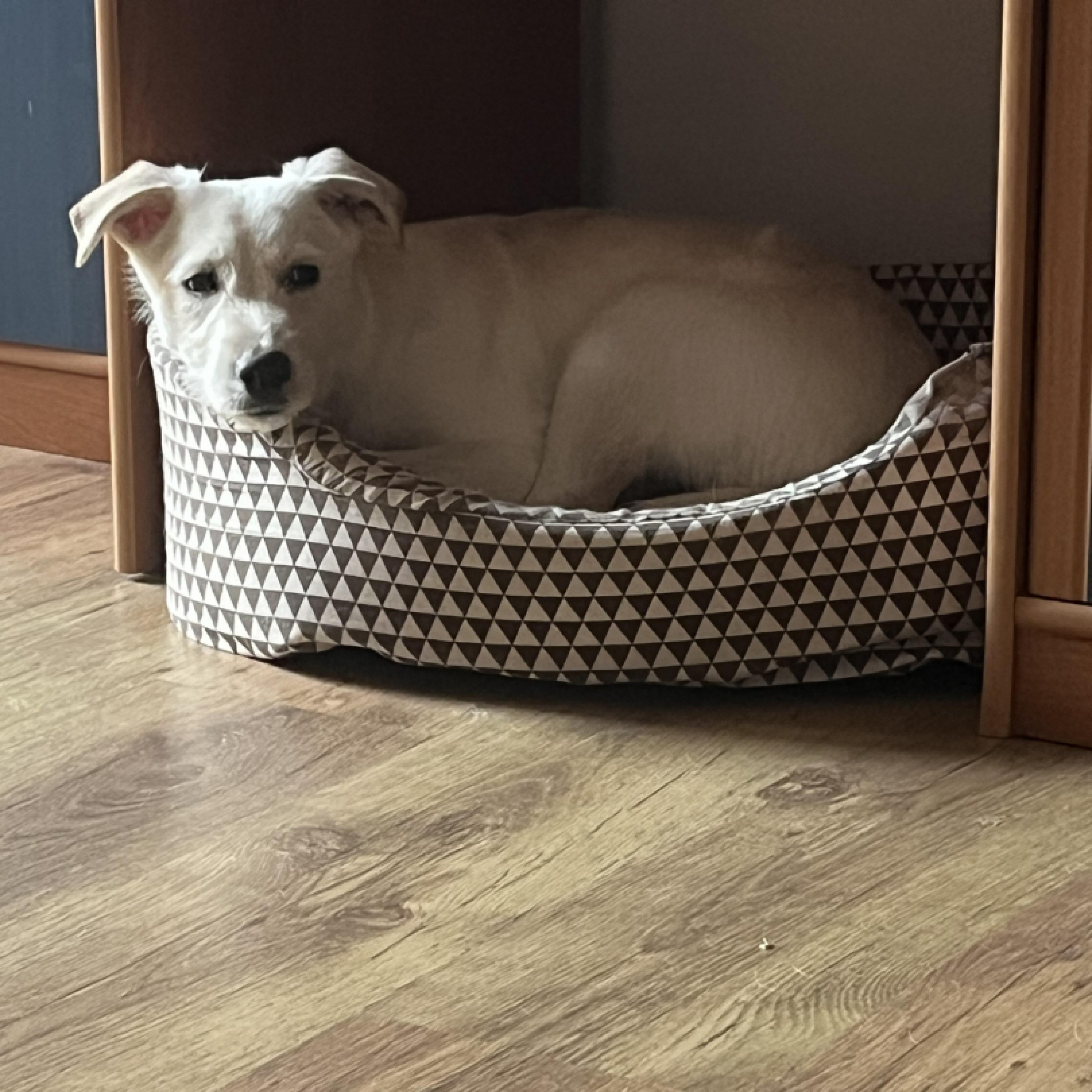 Ingyen elvihető kiskutya