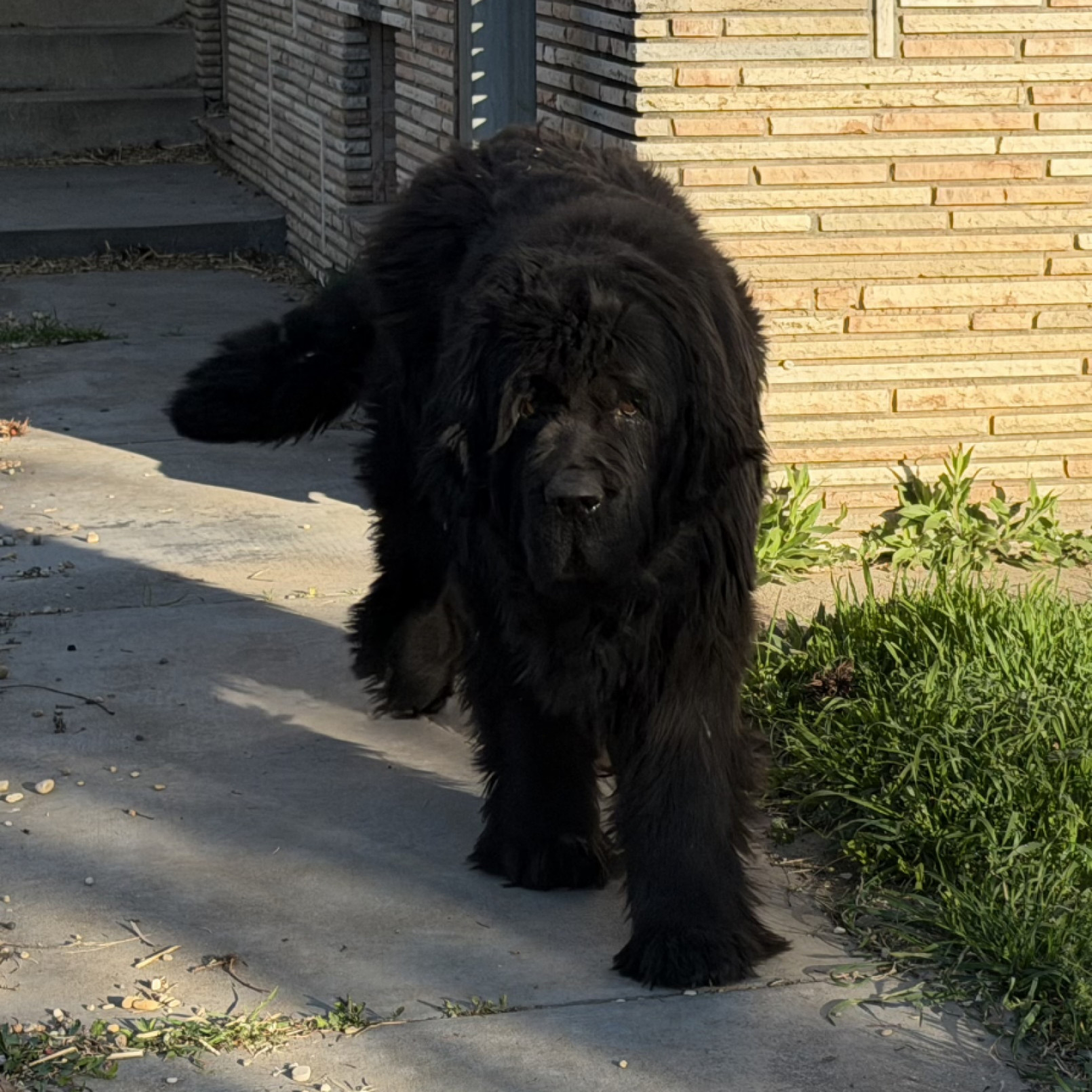 &Uacute;j-funlandi kutya &uacute;j gazdit keres