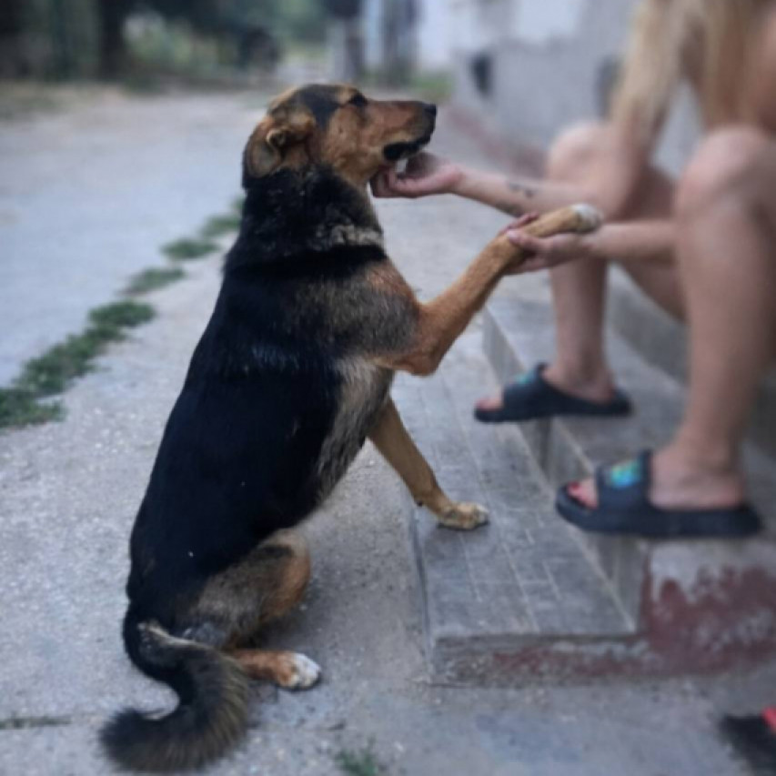 Szerető gazdit keres&uuml;nk 2 &eacute;ves berni p&aacute;s