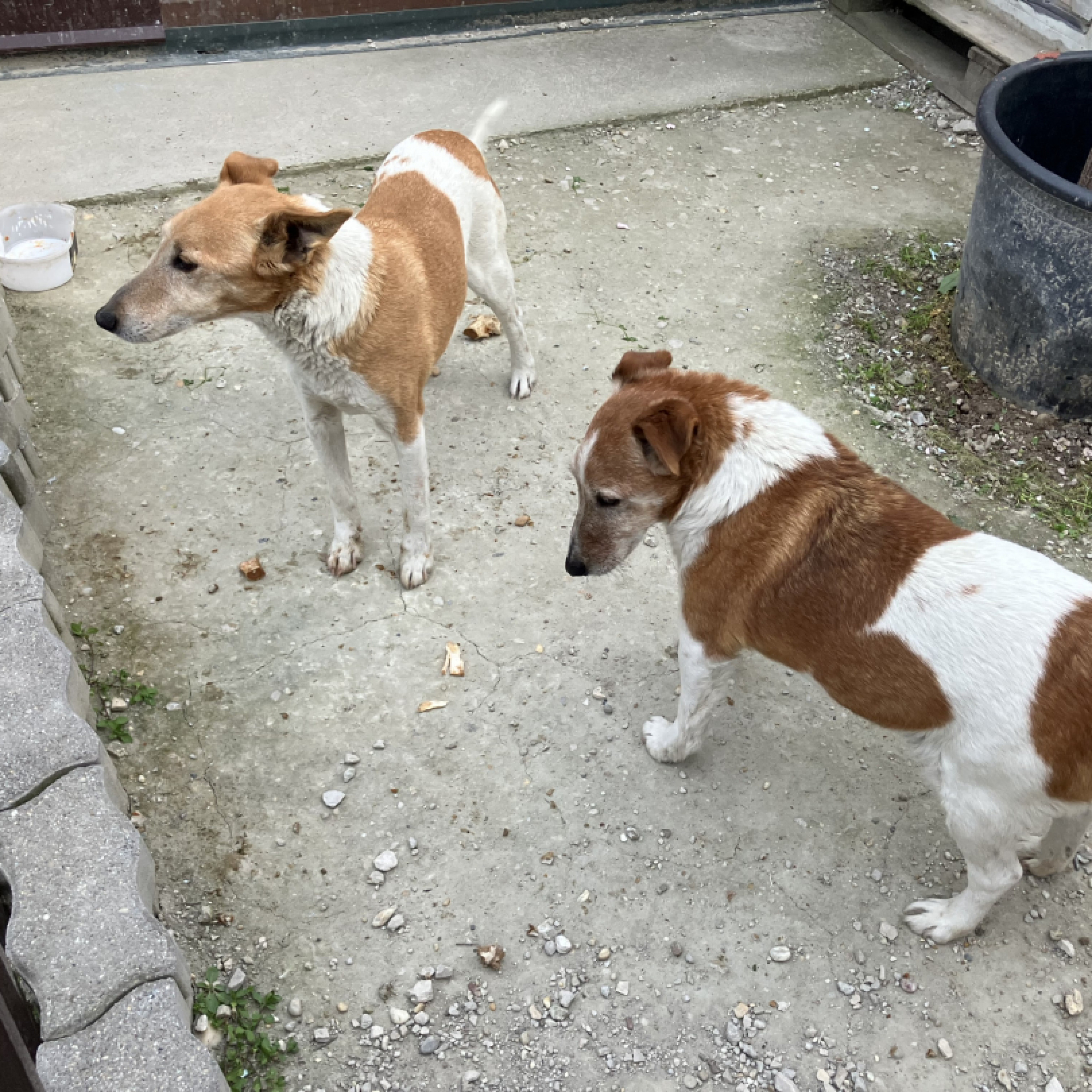 Foxi, fajtiszta jellegű kuty&aacute;k