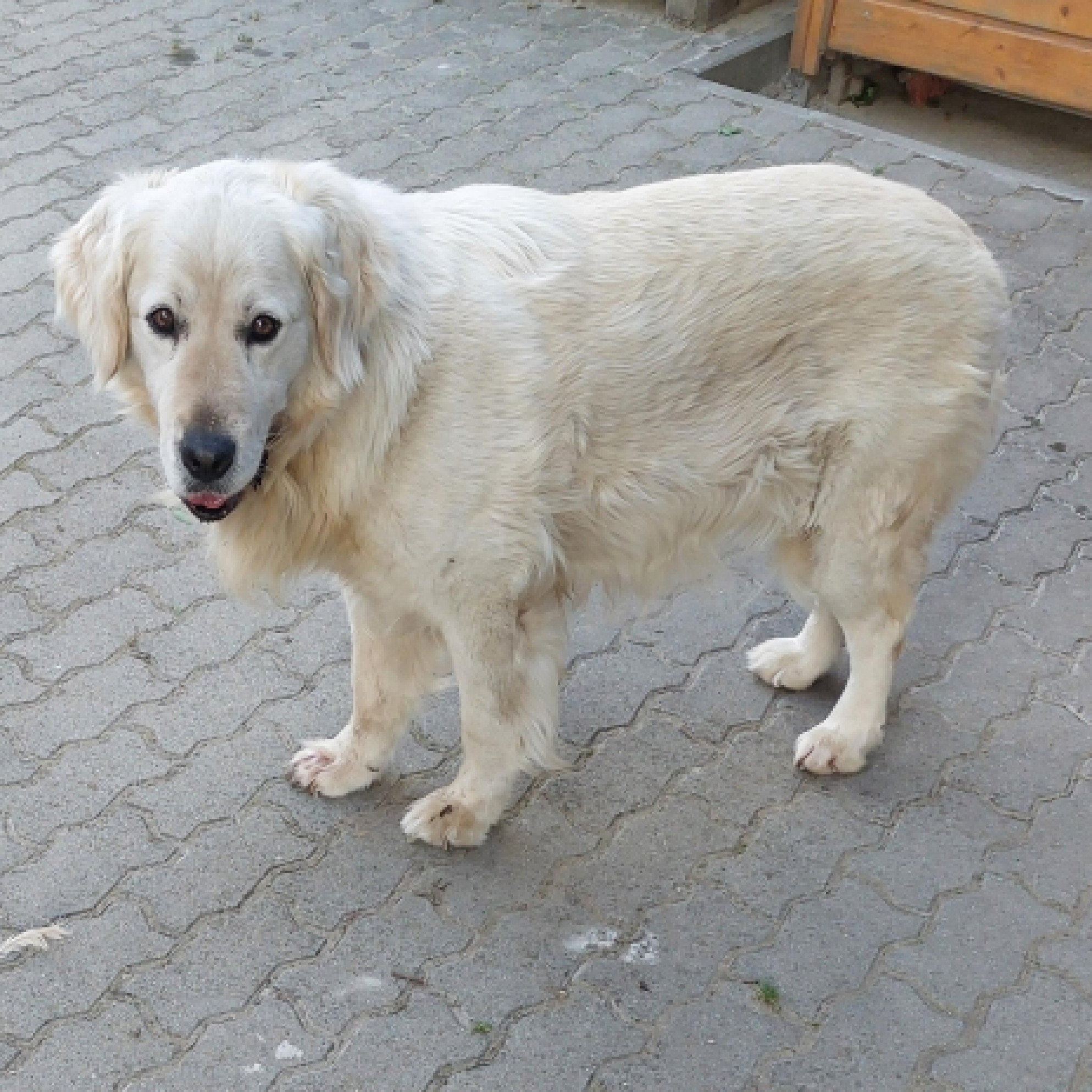 Rony - Golden retriver
